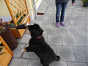 Filename=P1020441.JPG
Filesize=1764KiB
Dimensions=2048x1536
Date added=Nov 04, 2017 P1020441.JPG