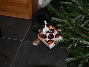 Filename=P1020533.JPG
Filesize=1405KiB
Dimensions=2048x1536
Date added=Nov 04, 2017 P1020533.JPG