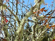 Filename=DSCN0126.JPG
Filesize=1597KiB
Dimensions=2000x1500
Date added=Nov 05, 2017 DSCN0126.JPG